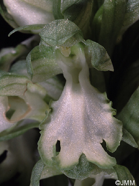 Himantoglossum robertianum f. album