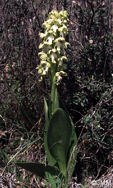 Himantoglossum robertianum f. album