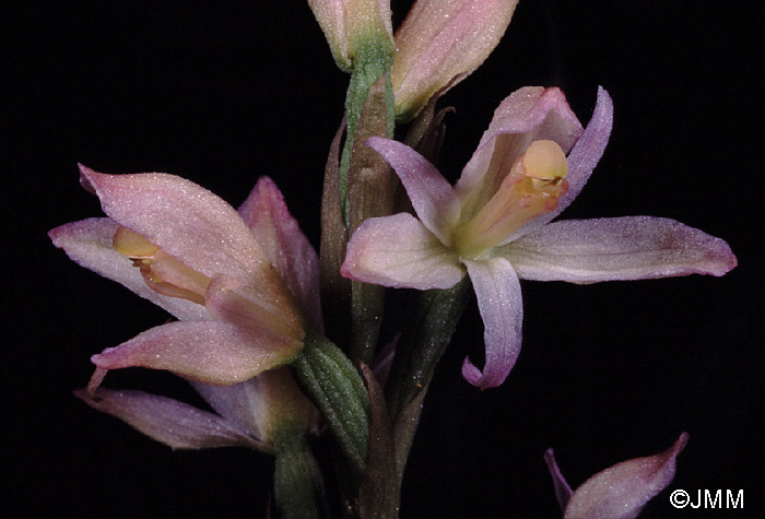 Limodorum trabutianum