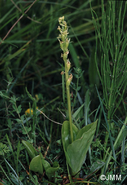 Liparis loeselii subsp. ovata 