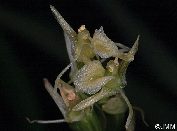 Liparis loeselii subsp. ovata 