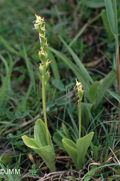 Liparis loeselii subsp. ovata 