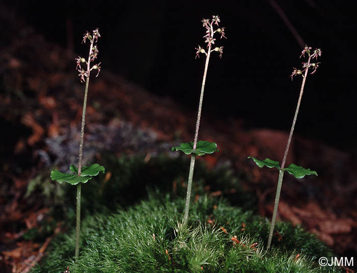 Listera cordata