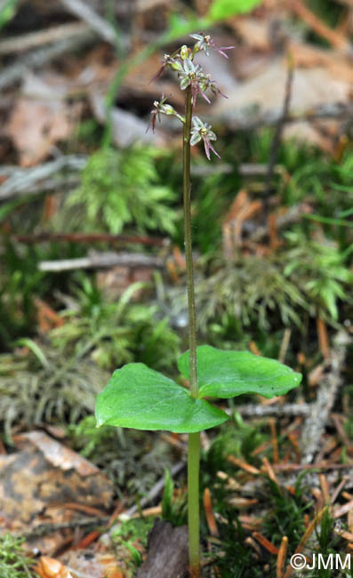 Listera cordata