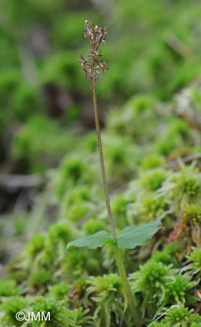 Listera cordata