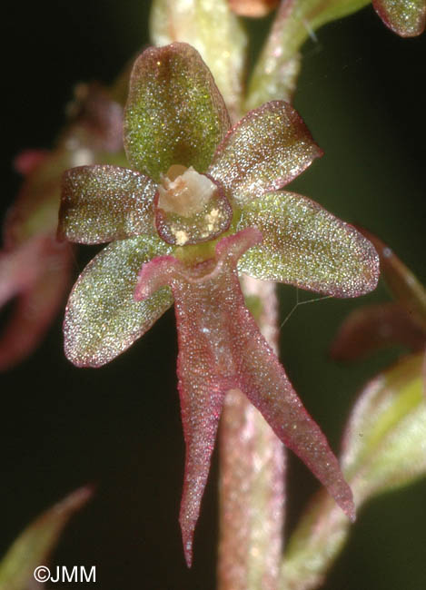 Listera cordata