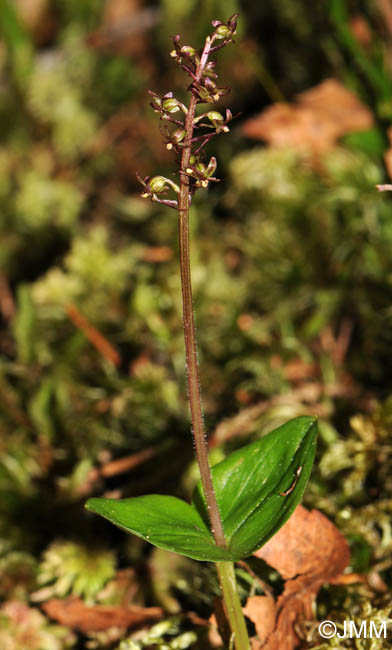 Listera cordata