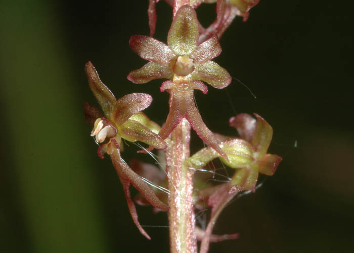 Listera cordata