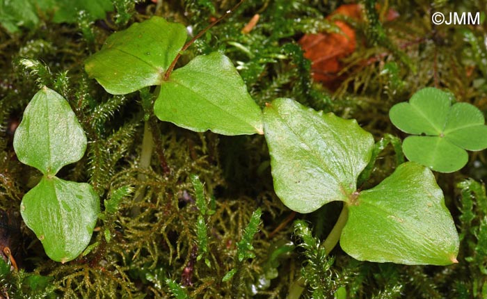 Listera cordata