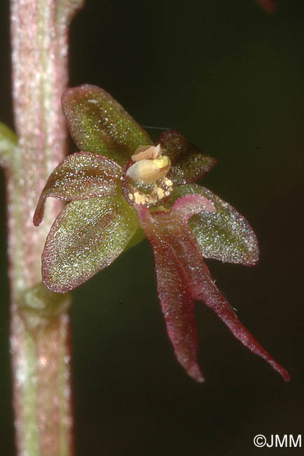 Listera cordata