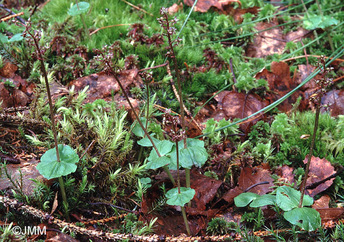 Listera cordata