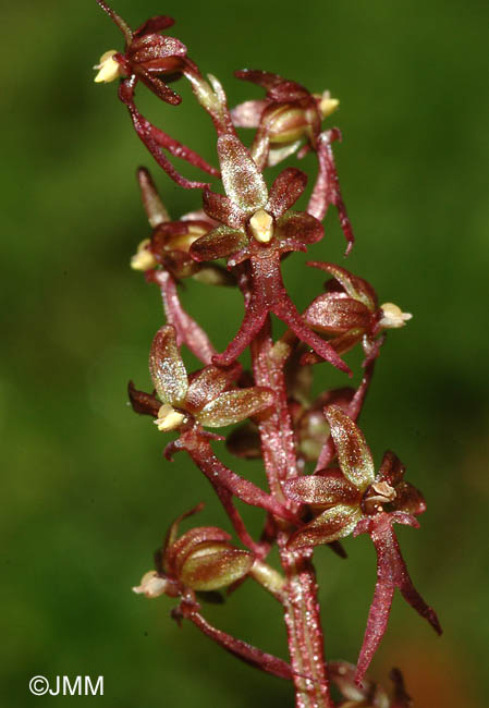 Listera cordata