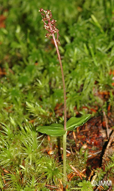 Listera cordata