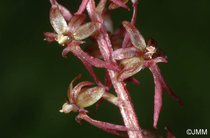 Listera cordata