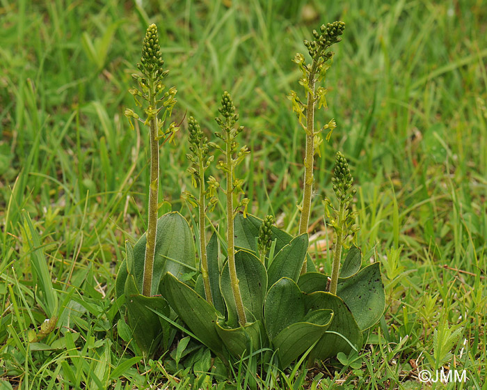 Listera ovata