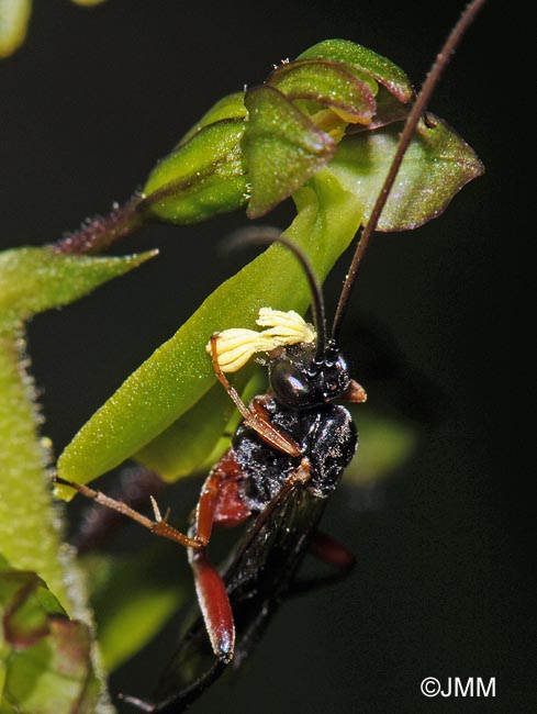 Listera ovata & pollinisateur