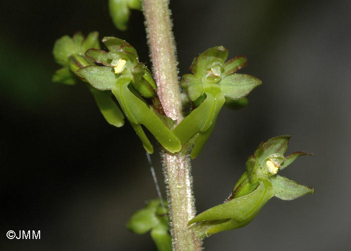 Listera ovata