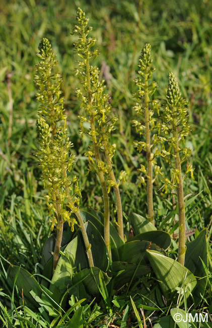 Listera ovata