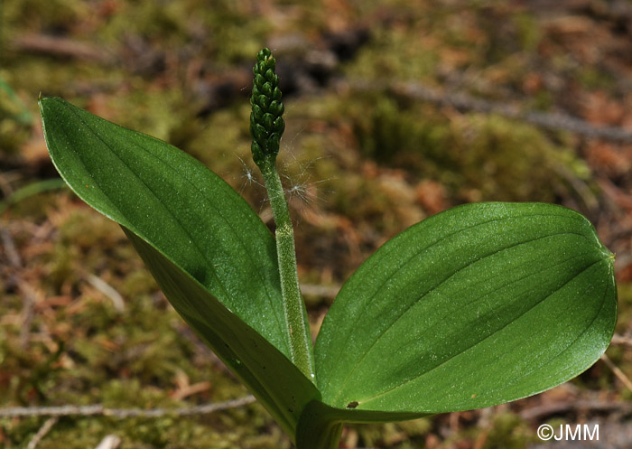 Listera ovata