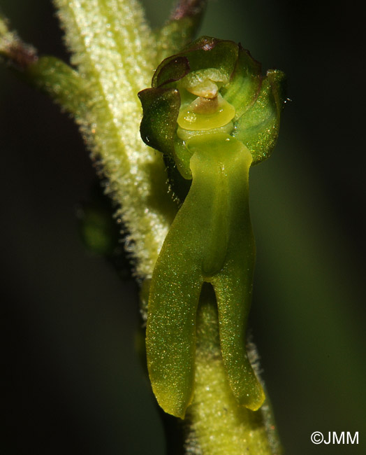 Listera ovata