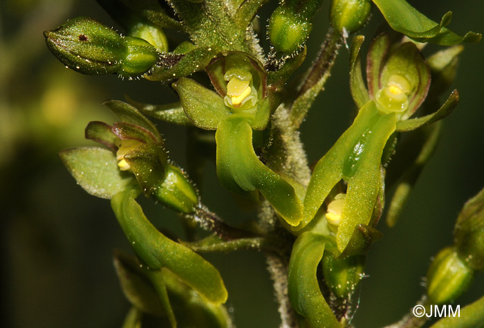 Listera ovata