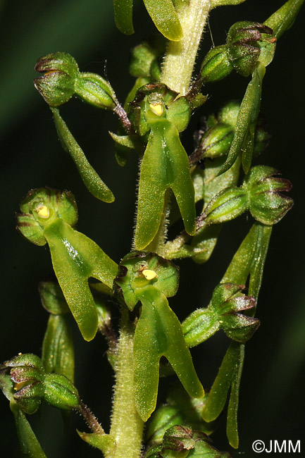 Listera ovata