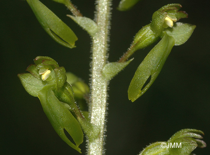 Listera ovata