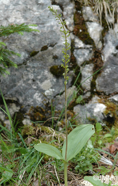 Listera ovata