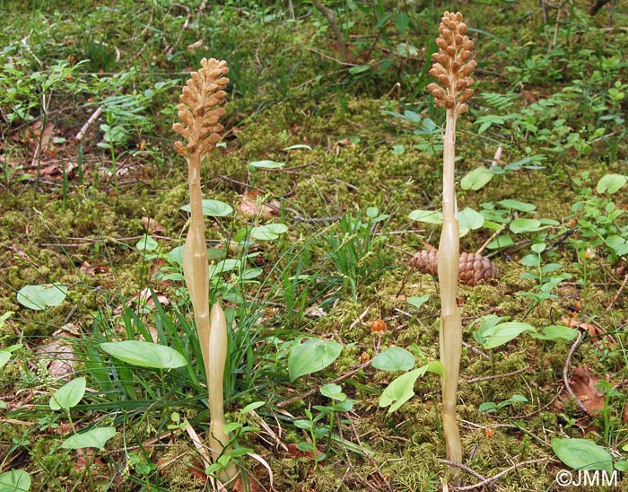 Neottia nidus-avis & Maianthemum bifolium