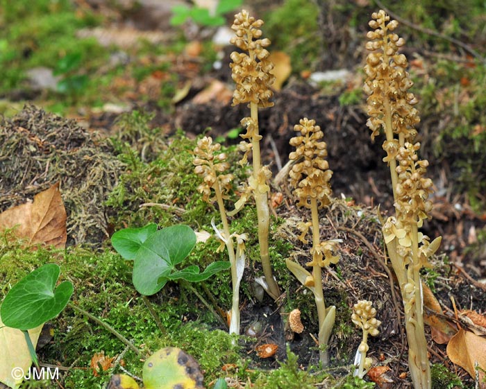 Neottia nidus-avis & Asarum europaeum