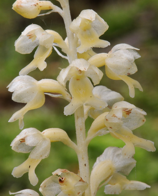 Neottia nidus-avis f. pallida