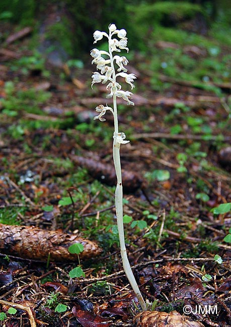 Neottia nidus-avis f. pallida