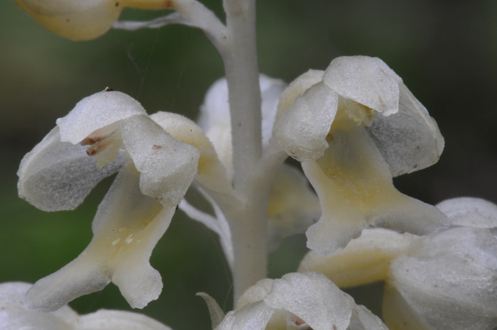 Neottia nidus-avis f. pallida