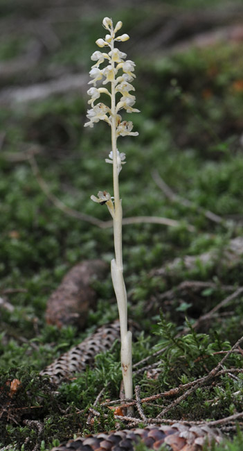 Neottia nidus-avis f. pallida