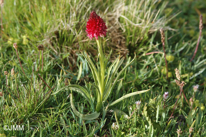 Gymnadenia corneliana var. bourneriasii 