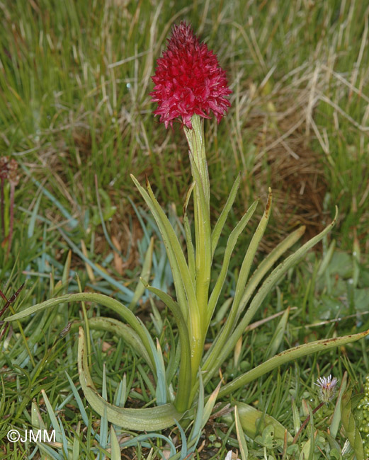 Gymnadenia corneliana var. bourneriasii 