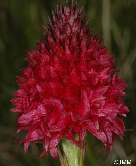 Gymnadenia corneliana var. bourneriasii 