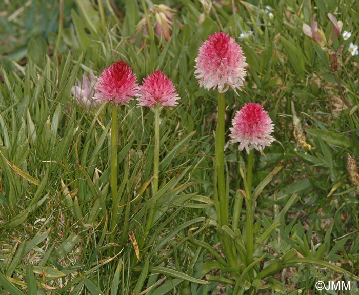 Gymnadenia corneliana