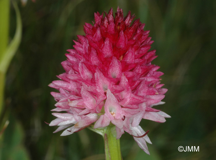 Gymnadenia corneliana