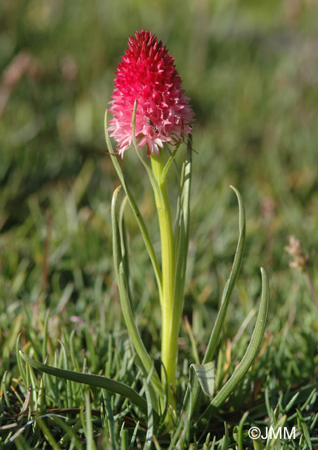 Gymnadenia corneliana