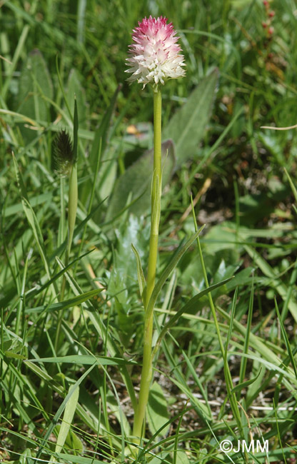 Gymnadenia corneliana f. vesubiana