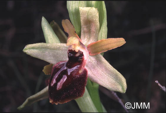 Ophrys arachnitiformis  var. occidentalis