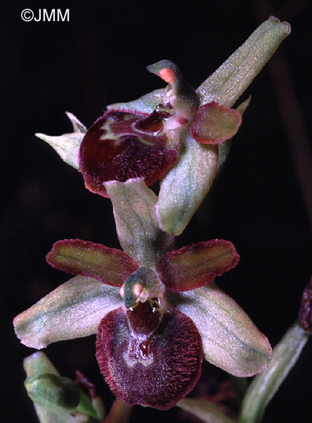 Ophrys argensonensis