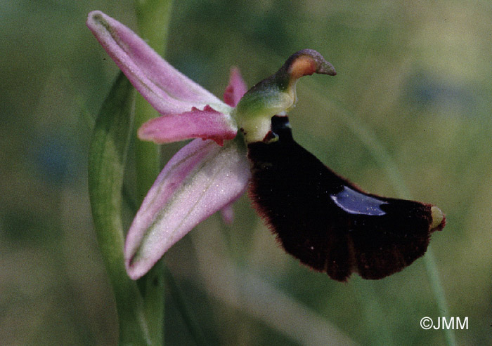 Ophrys aurelia