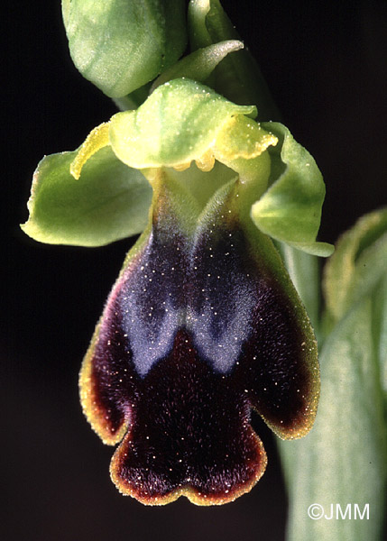 Ophrys bilunulata