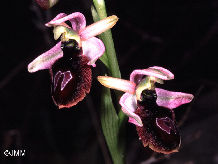 Ophrys catalaunica