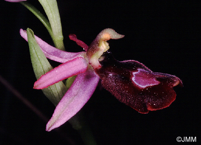 Ophrys drumana