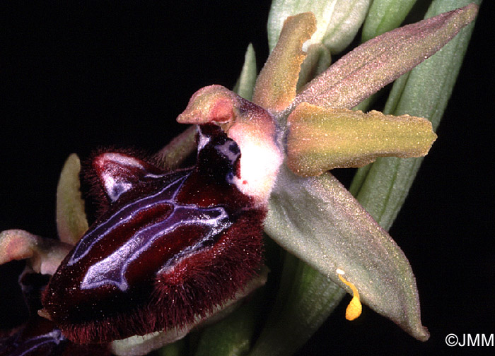 Ophrys incubacea