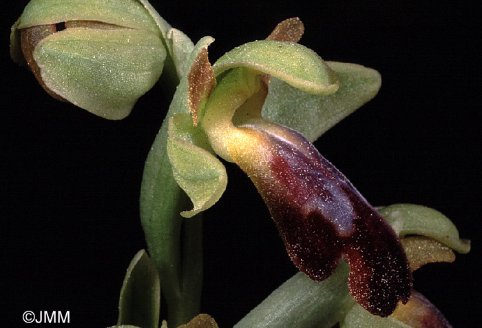 ophrys lupercalis