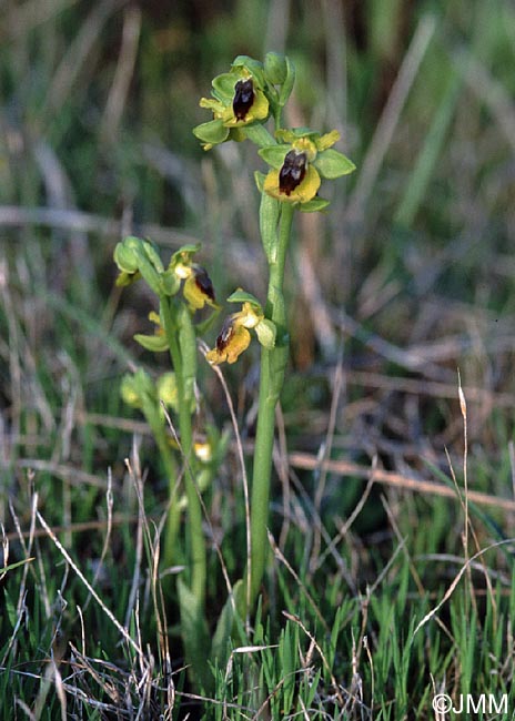 Ophrys lutea